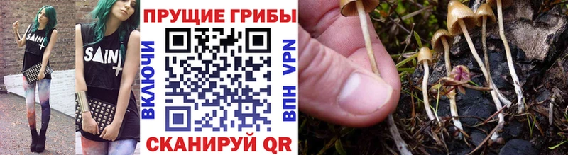 Псилоцибиновые грибы прущие грибы Сенгилей