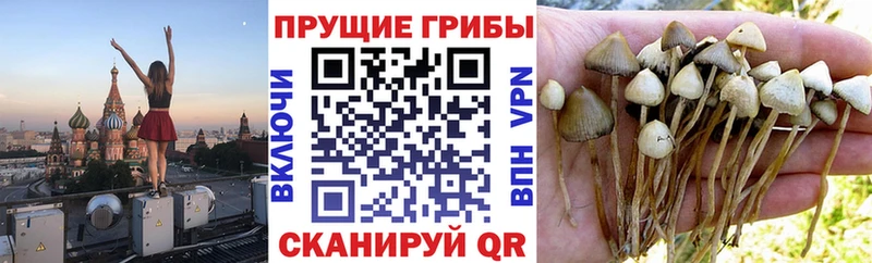 Купить закладки  Сенгилей  Галлюциногенные грибы прущие грибы 